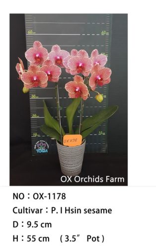 OX1178-2